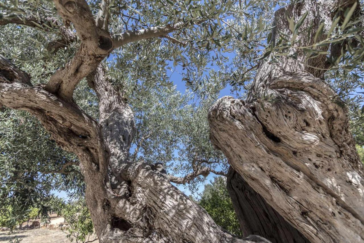 קונברסאנו Masseria Fanizzi מראה חיצוני תמונה