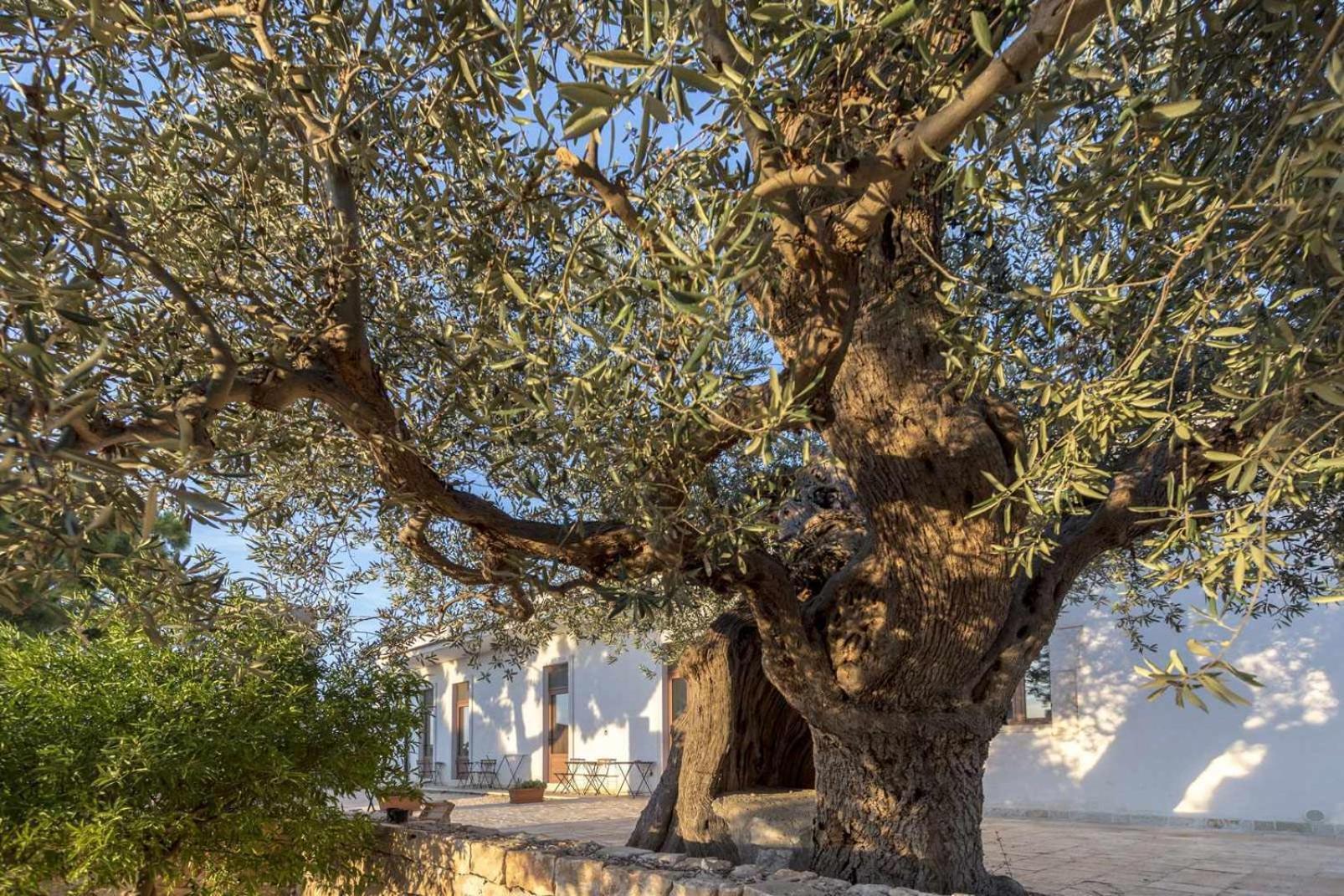 קונברסאנו Masseria Fanizzi חדר תמונה